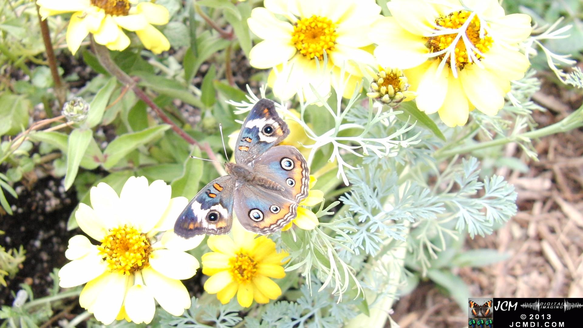 LANHM Pavillion of Wings 2013 Buckeye on flowers